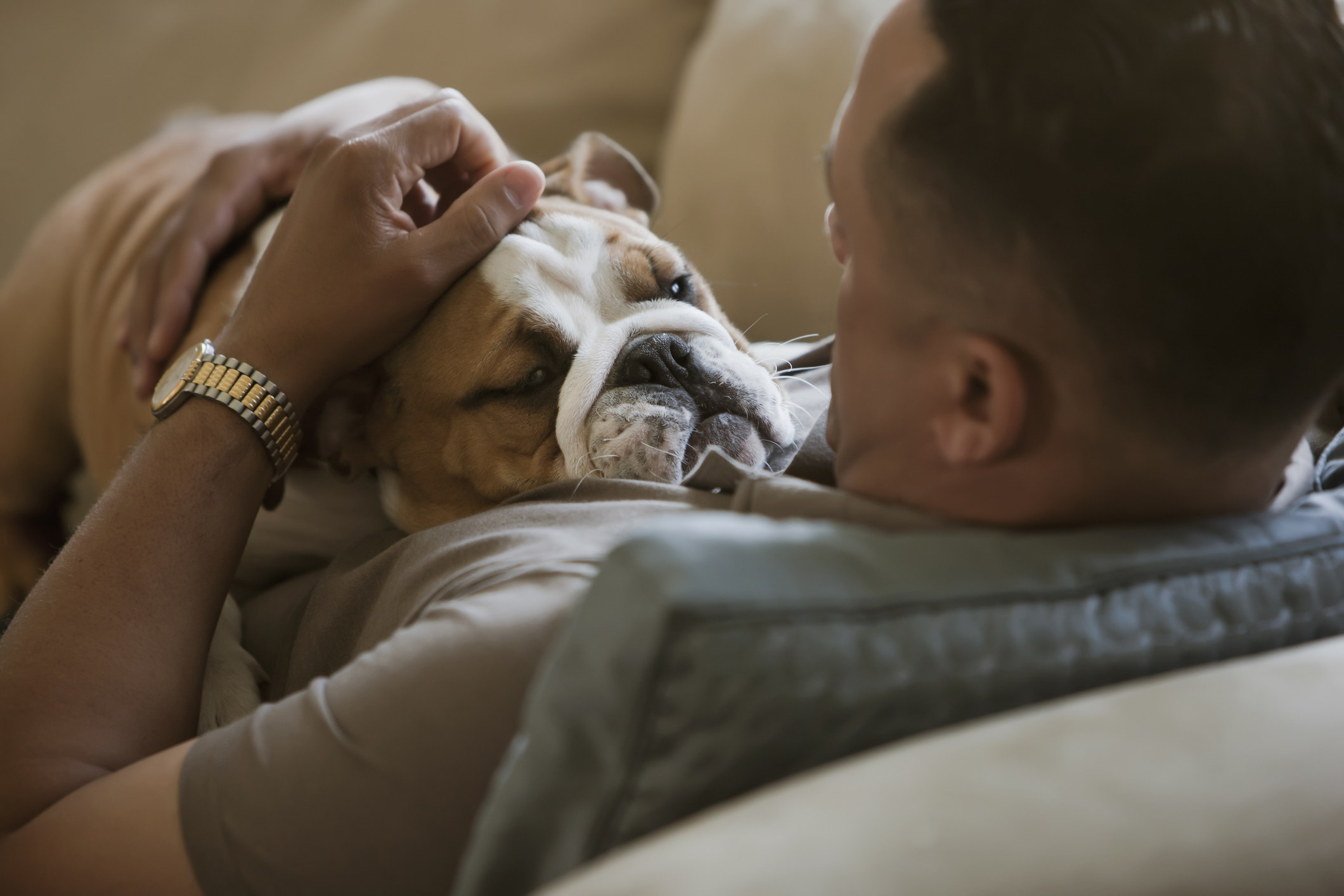 黑人抚摸英国斗牛犬