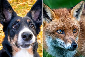 A dog is on the left with a fox on the right