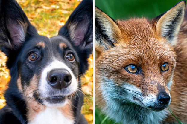 Choose A Bunch Of Dogs To Find Out Which Wild Animal You Are Most Like