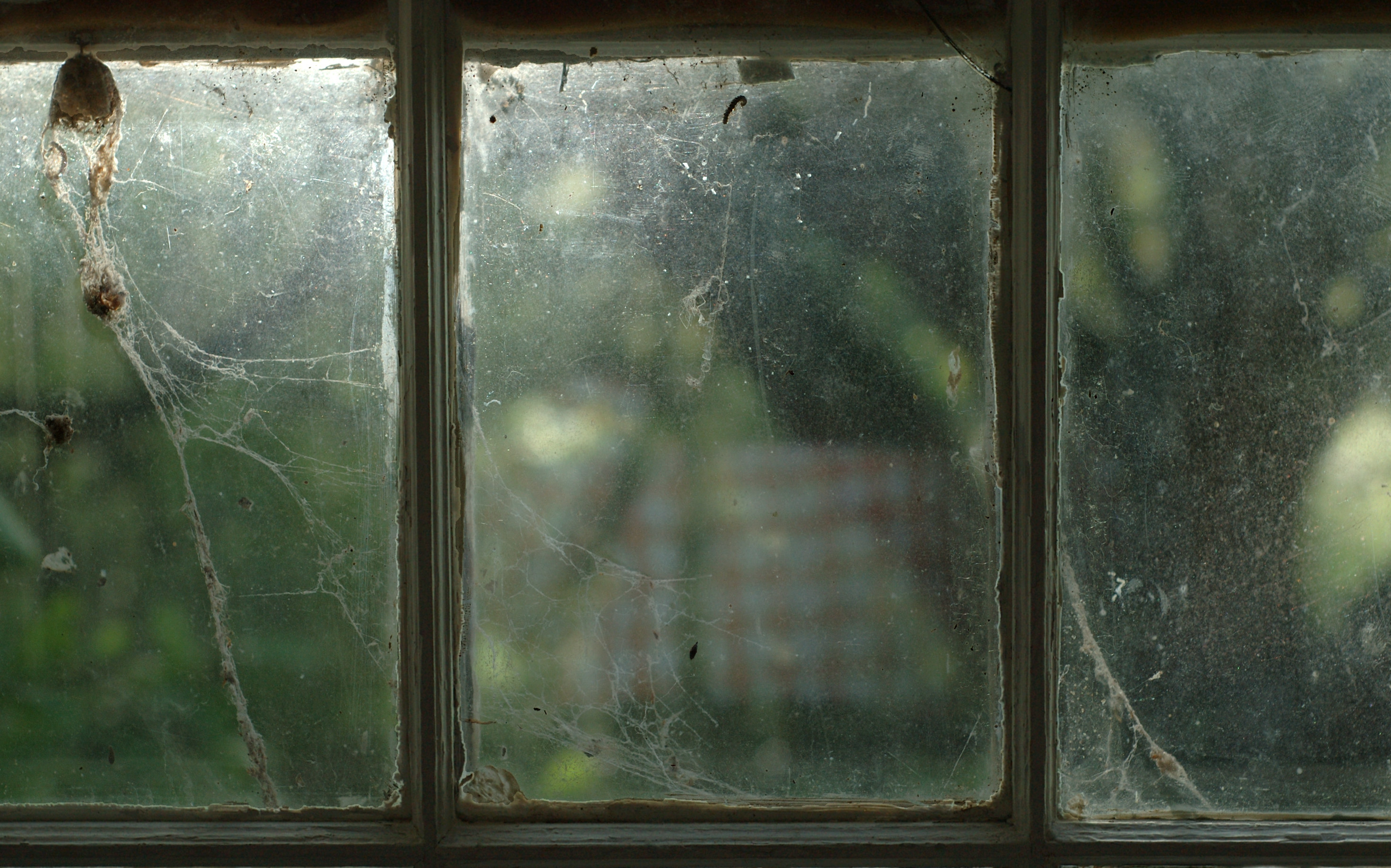 Spiderweb on window