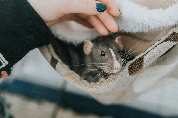 rat