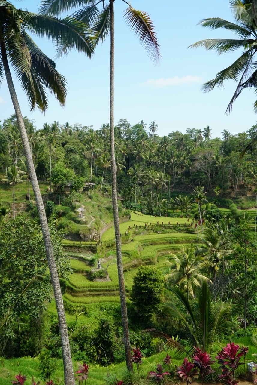 Tegalalang Rice Terrace in Bali