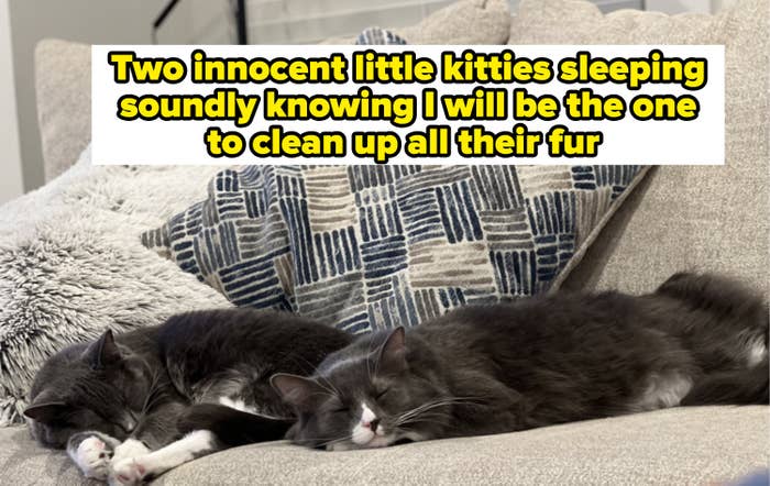Two grey and white cats sleeping on a couch with caption &quot;two innocent little kitties sleeping soundly knowing I will be the one to clean up all their fur&quot;