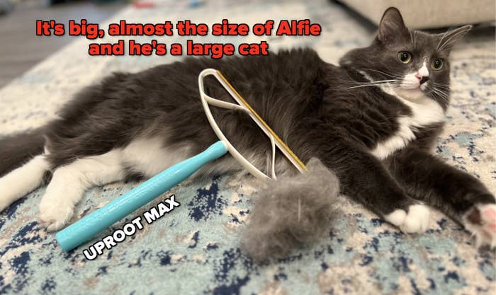 A grey and white cat laying with the Uproot Cleaner labeled &quot;uproot max&quot; and big ball of fur, caption &quot;it&#x27;s big, almost the size of Alfie and he&#x27;s a large cat&quot;