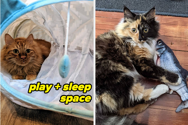 a reviewer's cat in a tunnel bed; a reviewer's cat playing with a battery-operated fish