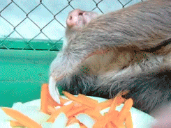 A sloth eats carrots