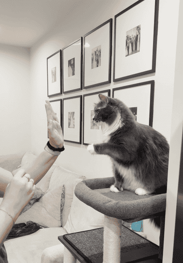 Gif of me high-fiving my grey and white cat