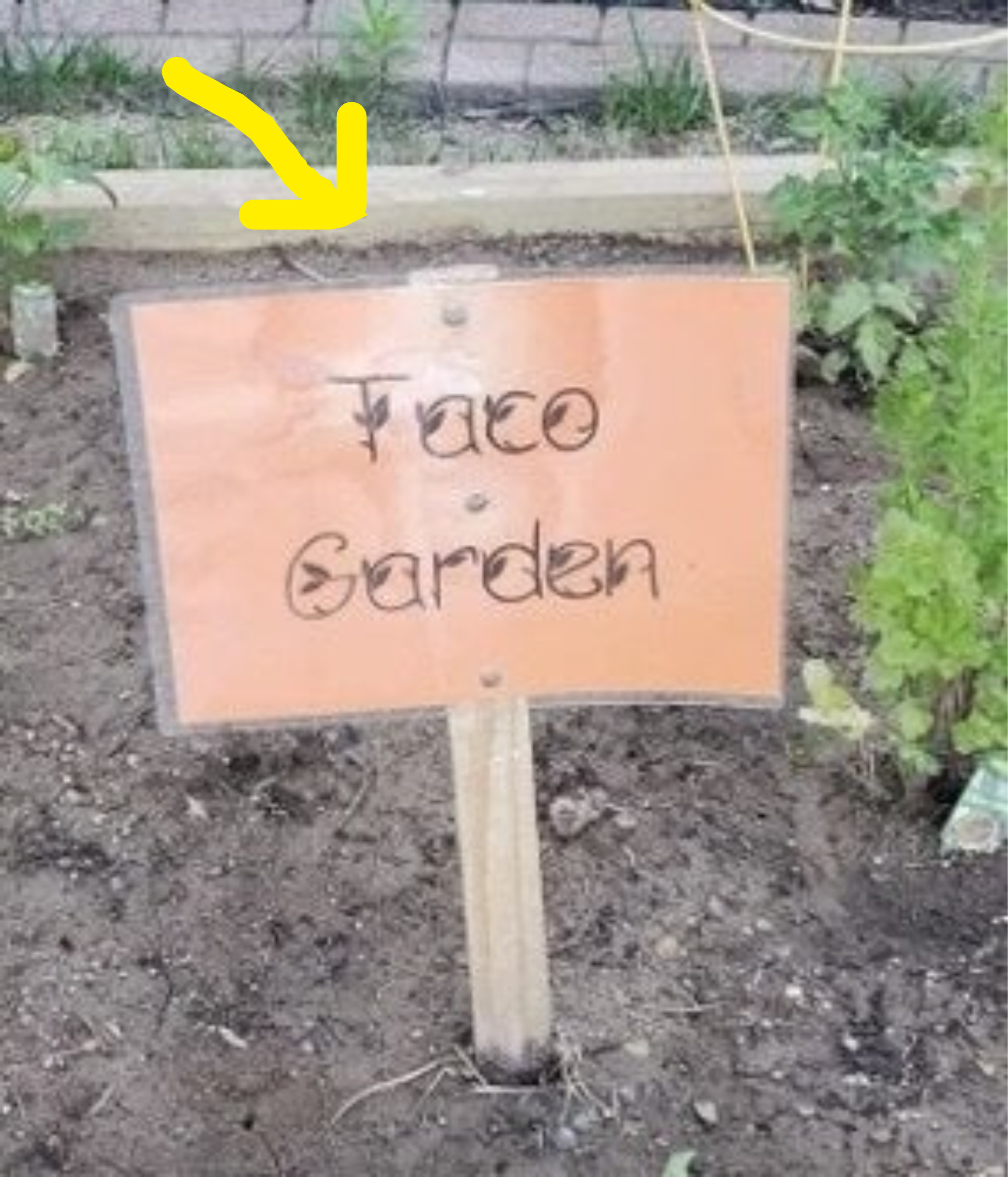 &quot;Taco Garden&quot;