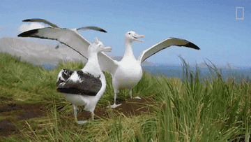 Albatross landing behind another one with its wings outstretched