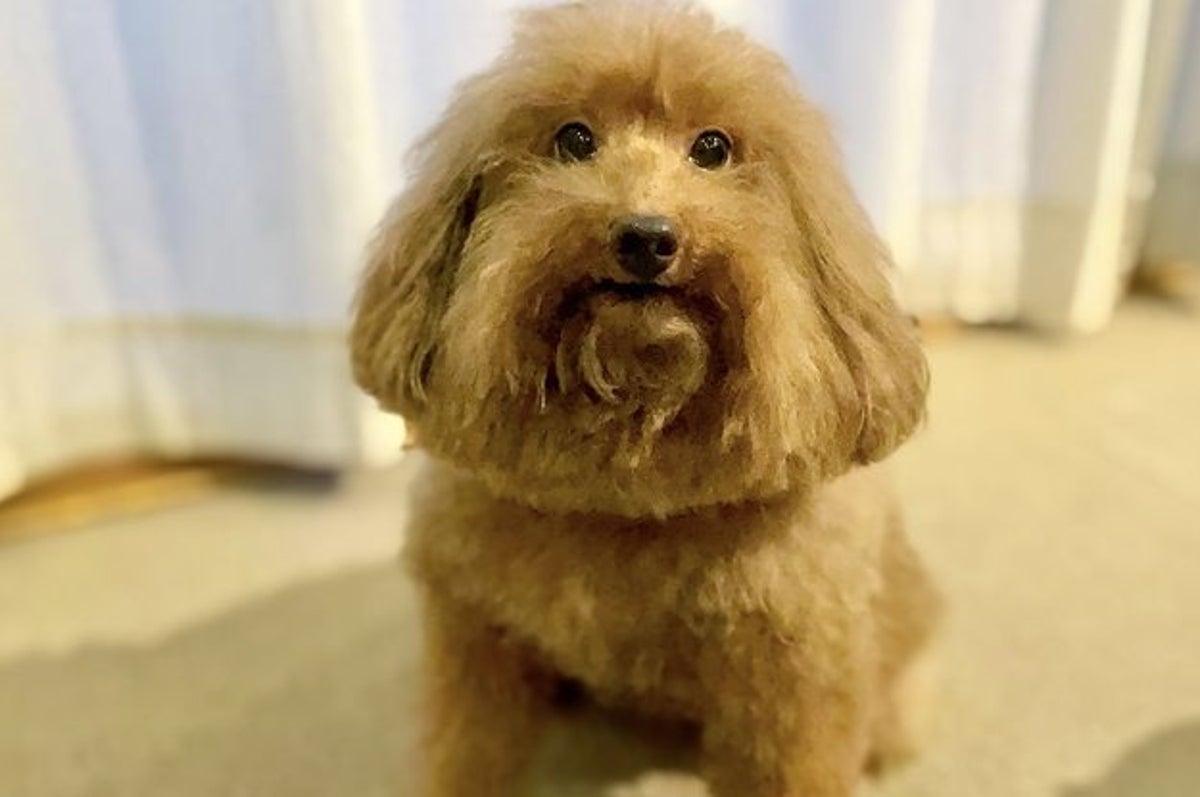 トリミング行きまして 思わず三度見しちゃう トイプードルの姿がこれ トリミング行きまして 思わず三度見しちゃう トイプードルの姿がこれ