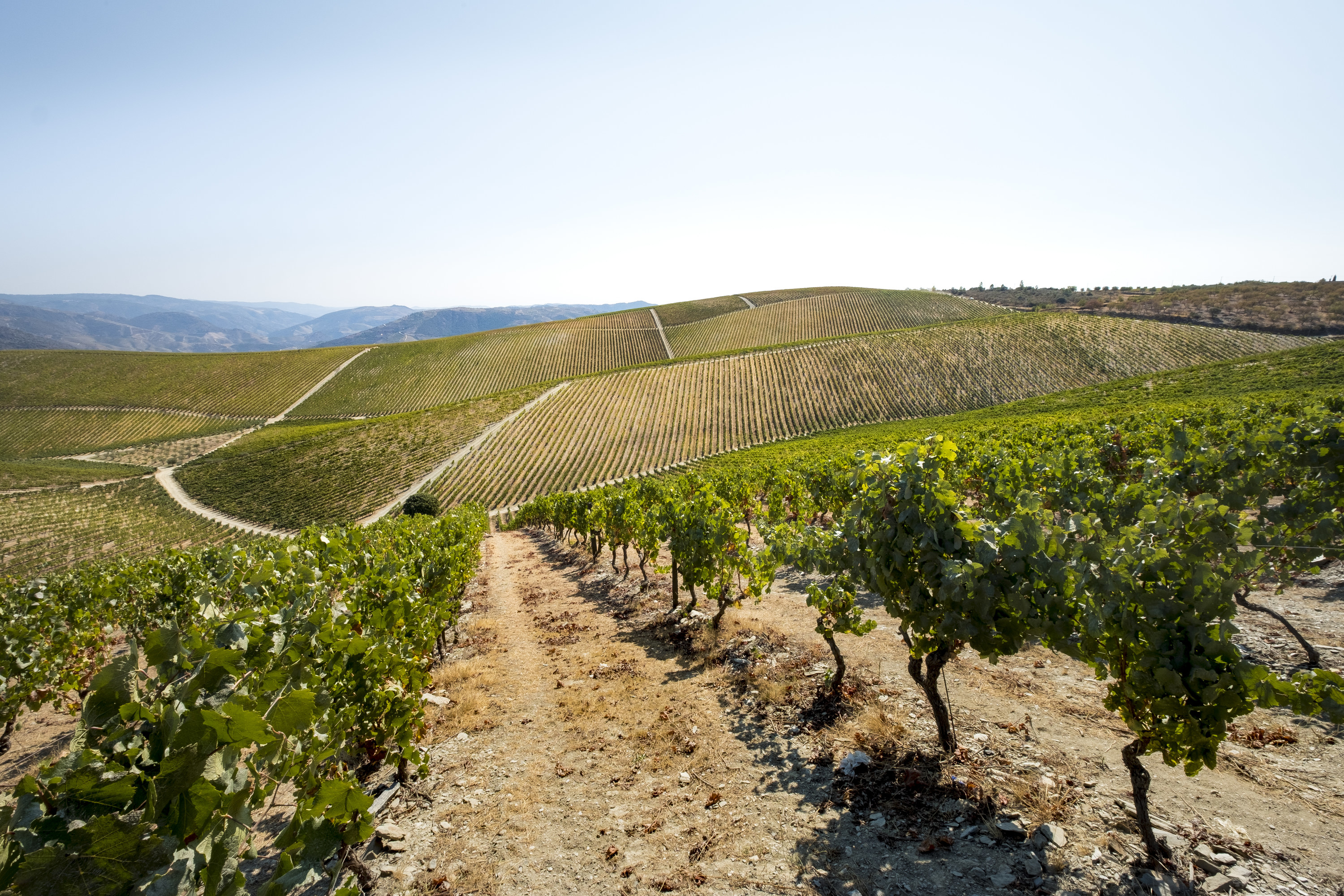 A vineyard