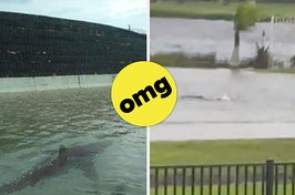 After a decade of hoaxes, a shark has been spotted in the streets of Fort Myers, Florida, during Hurricane Ian.