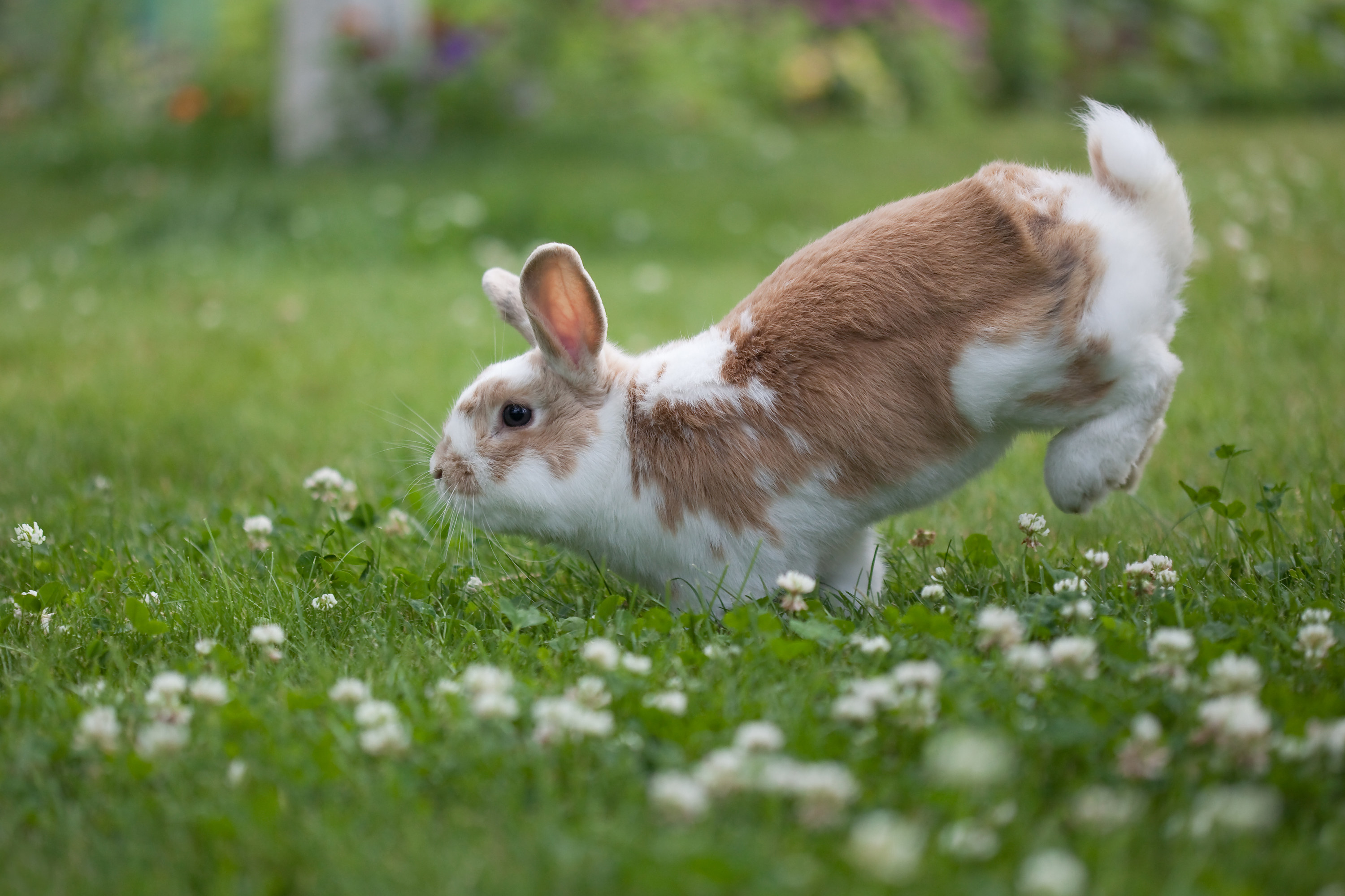 A bunny hopping on the grass