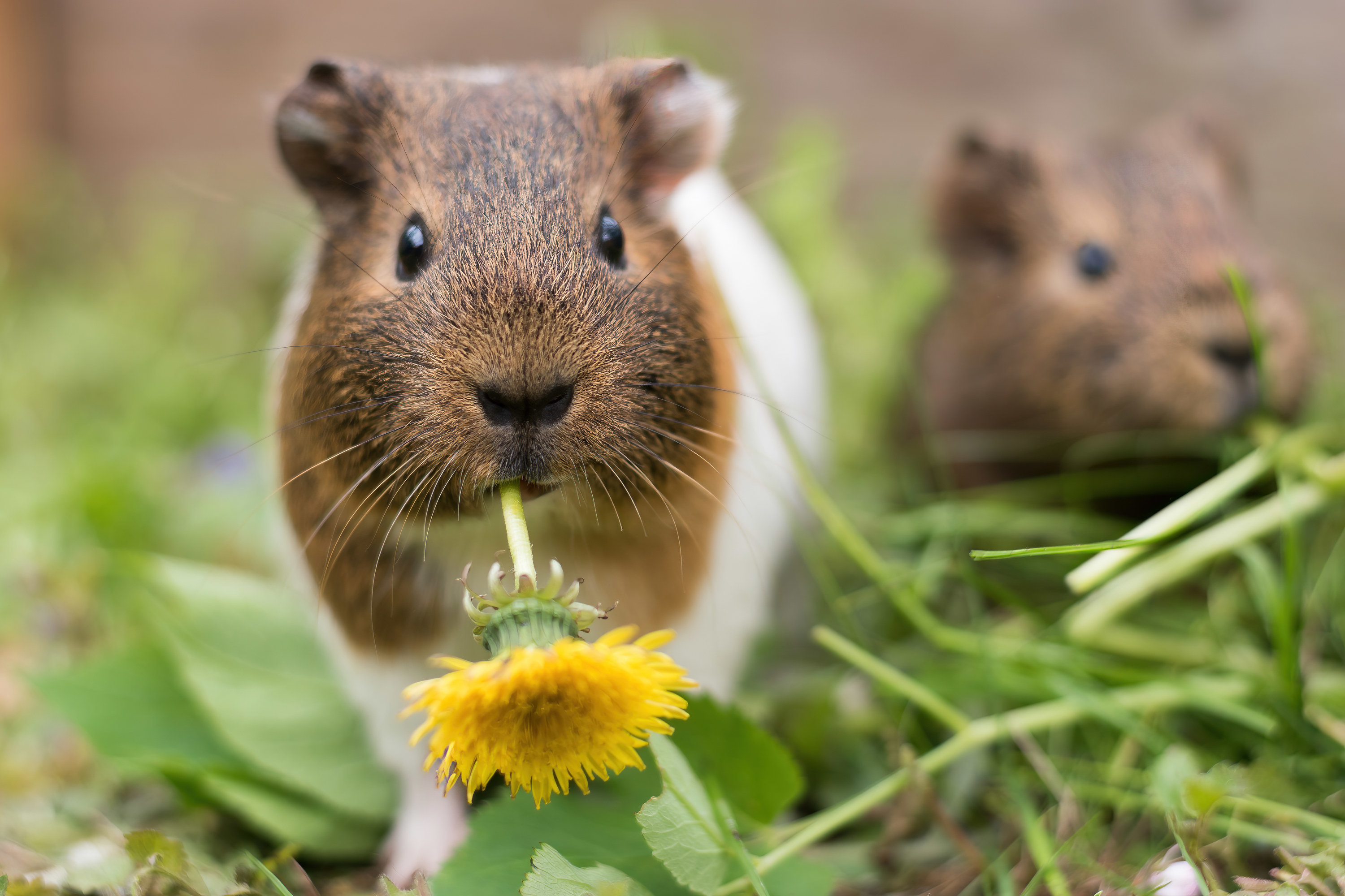 Two guinea pigs eating grass