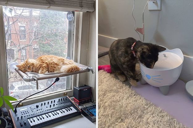 a window perch for cats and a cat fountain
