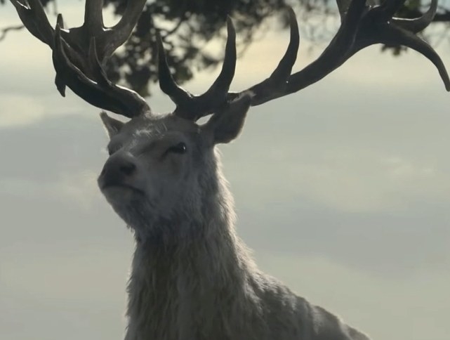 The white stag