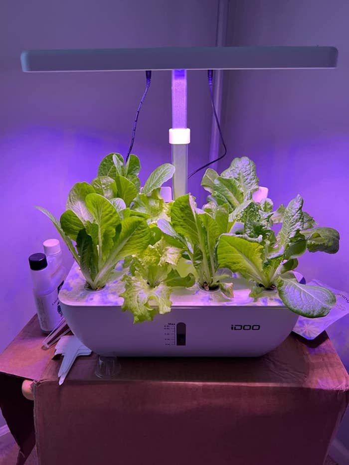 reviewer&#x27;s hydroponic grow system growing multiple varieties of lettuce