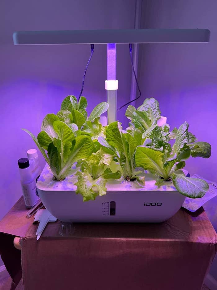 reviewer's hydroponic grow system growing multiple varieties of lettuce