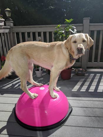 Reviewer's dog standing on a pink balance trainer