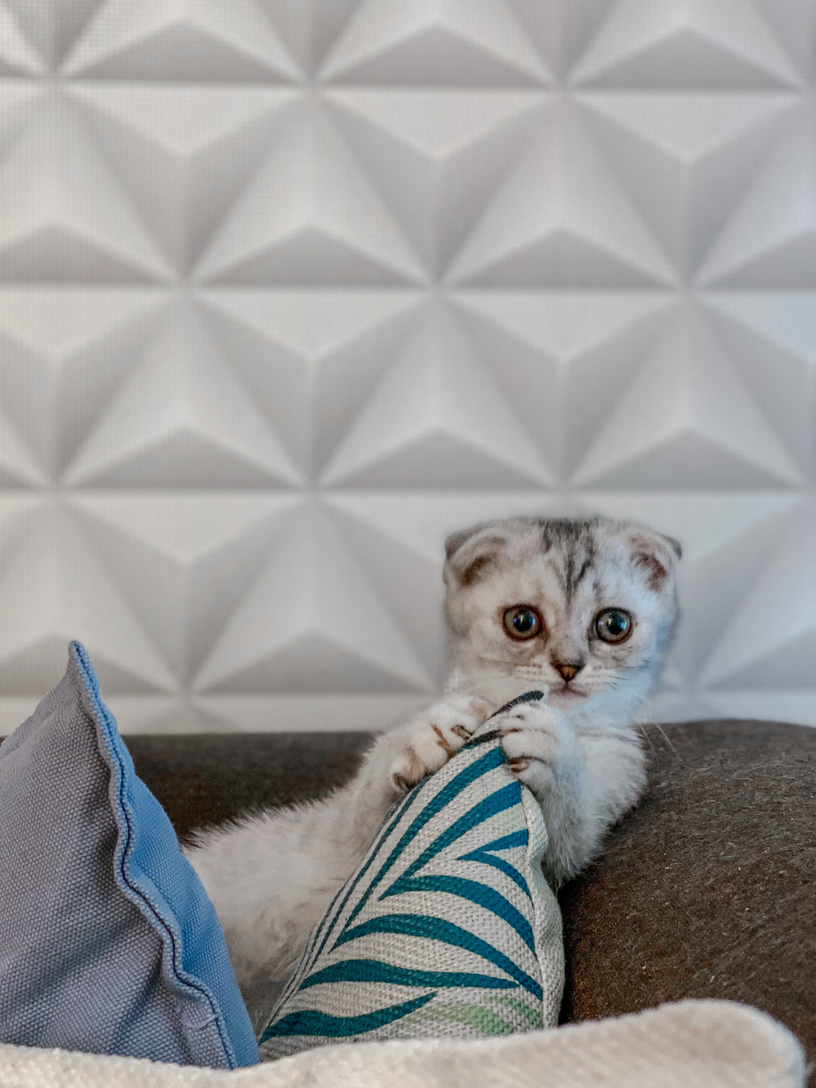 A Scottish Fold kitten on the couch