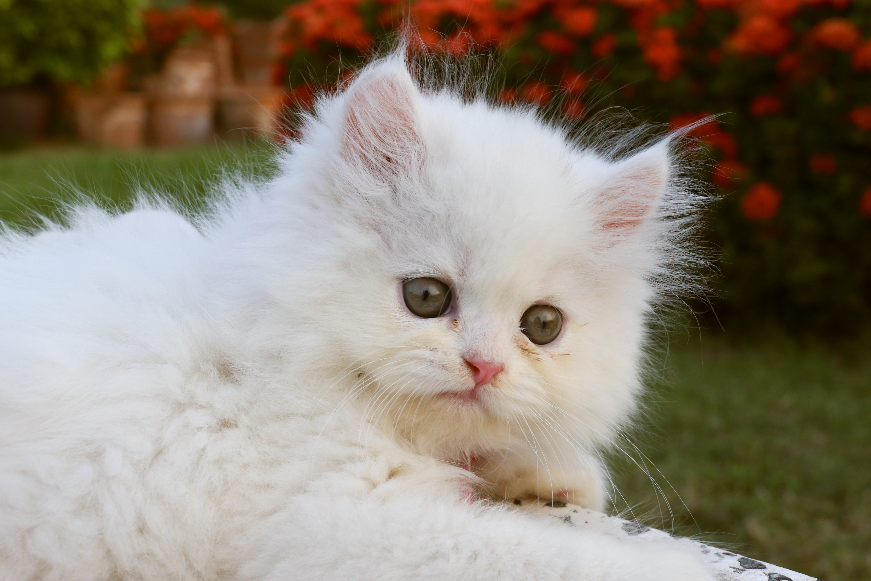 A white Persian cat