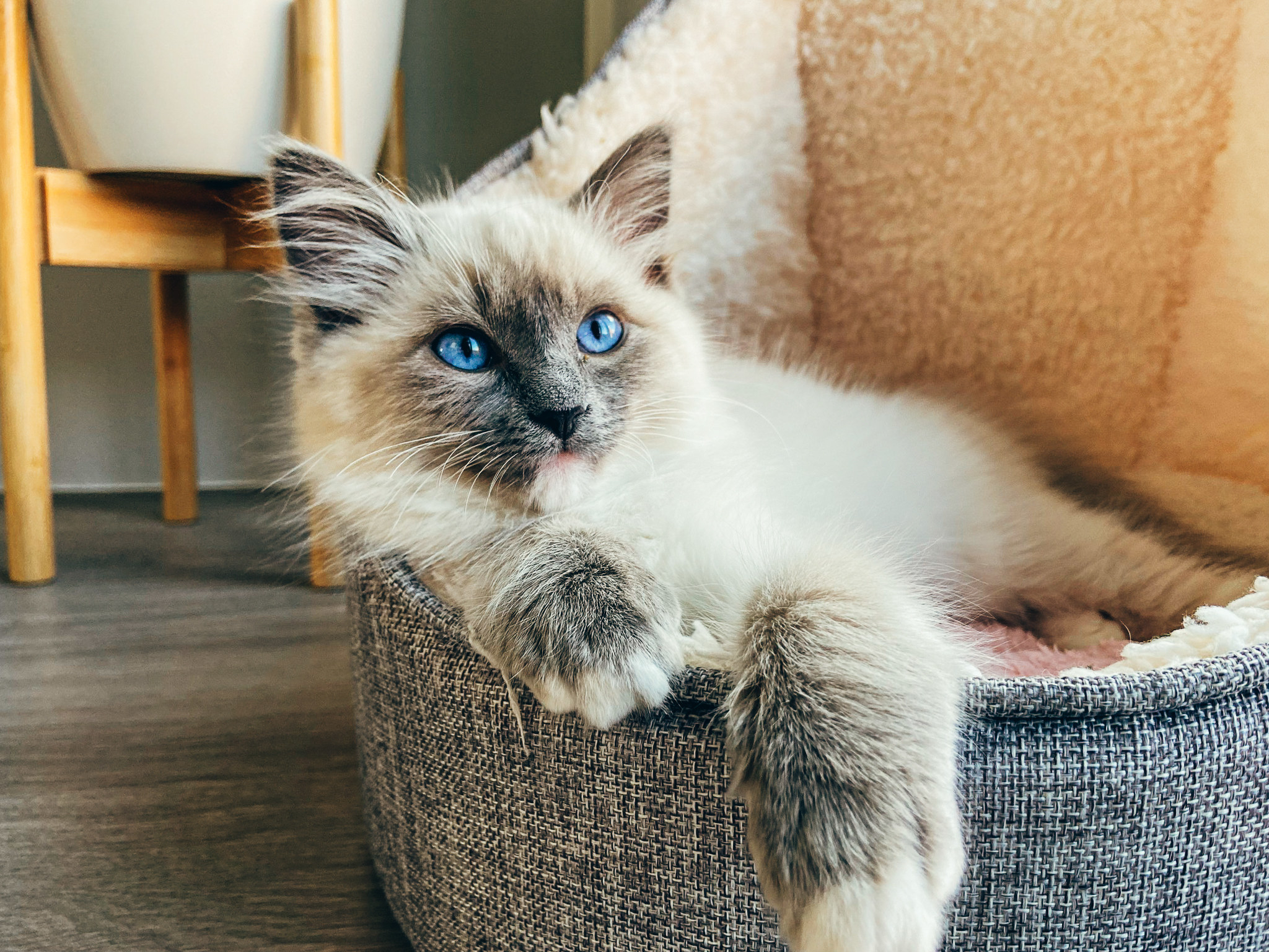 A ragdoll chilling on the couch