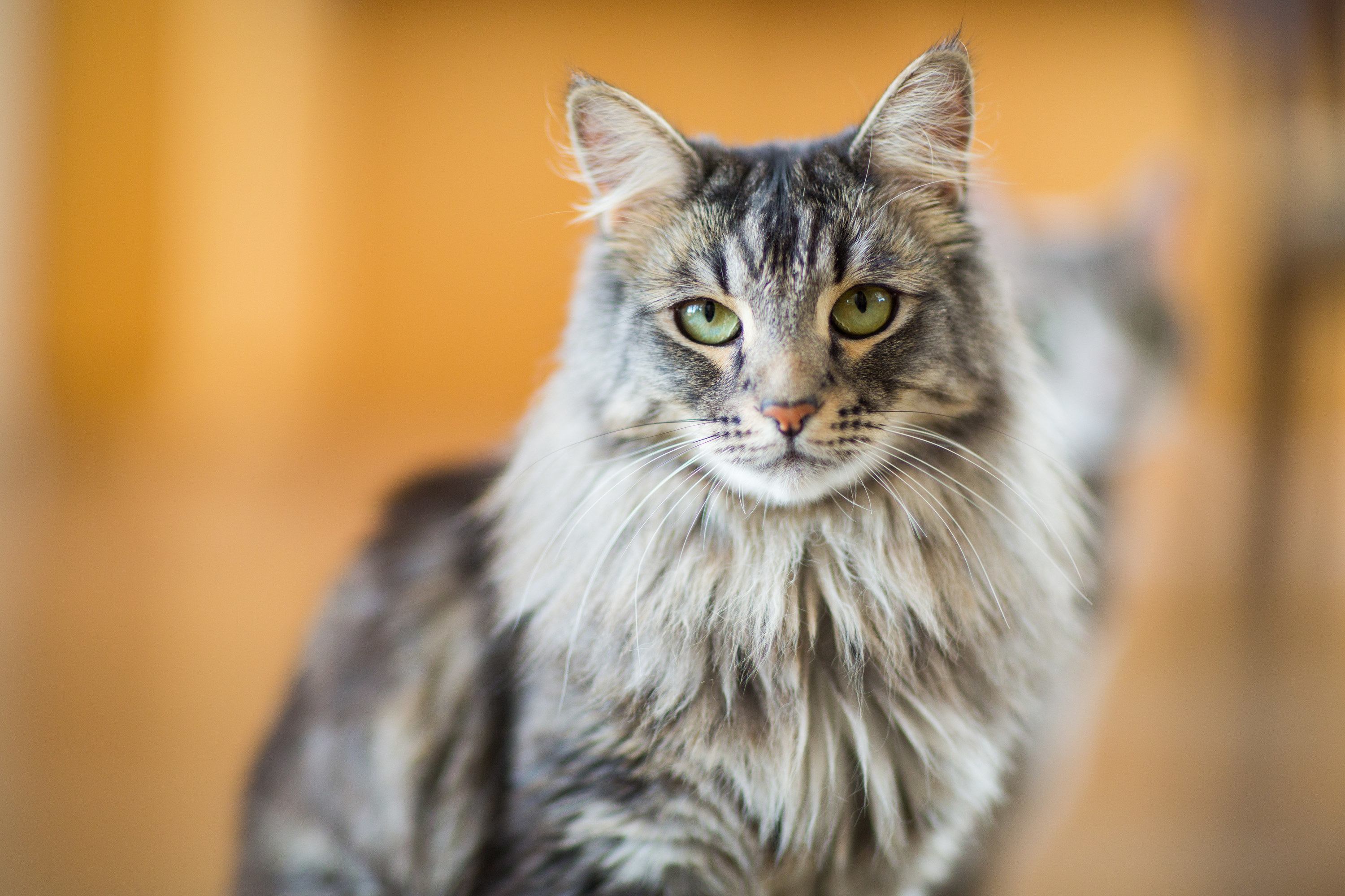 The close-up of a Maine coon kitten