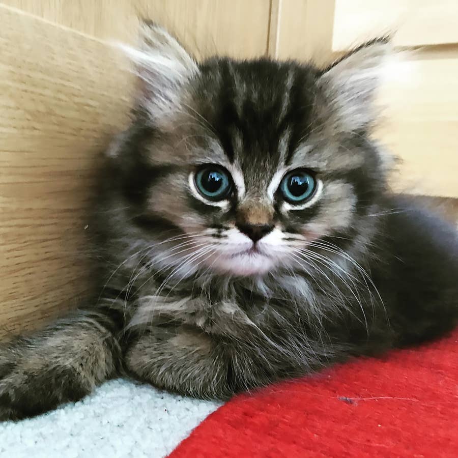 The Cutest Cat Breeds: 14 Cats You'll Definitely Want to Snuggle