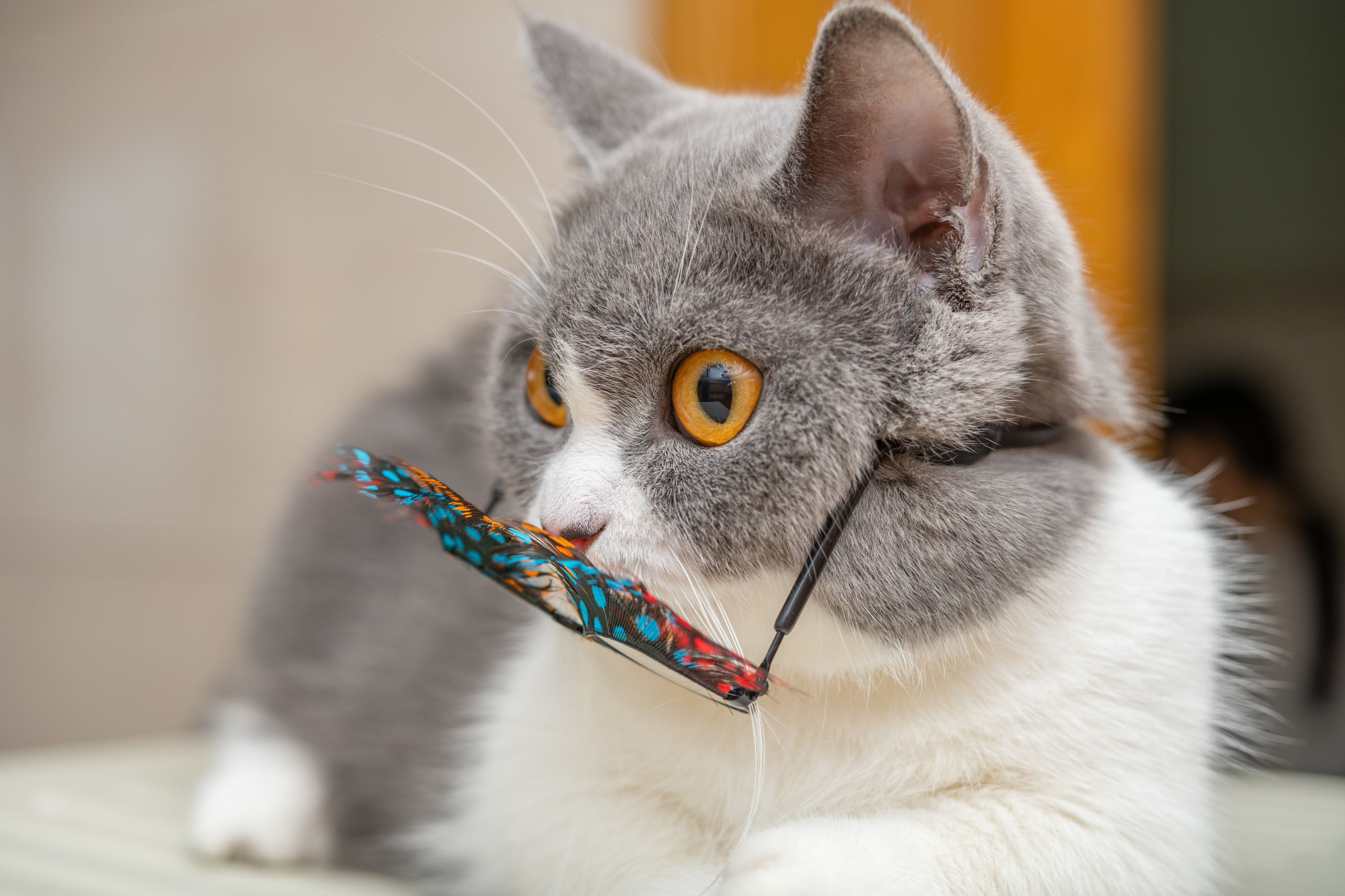 Cute British shorthair cat with funny eyeglasses with beautiful eyelashes in front of her face