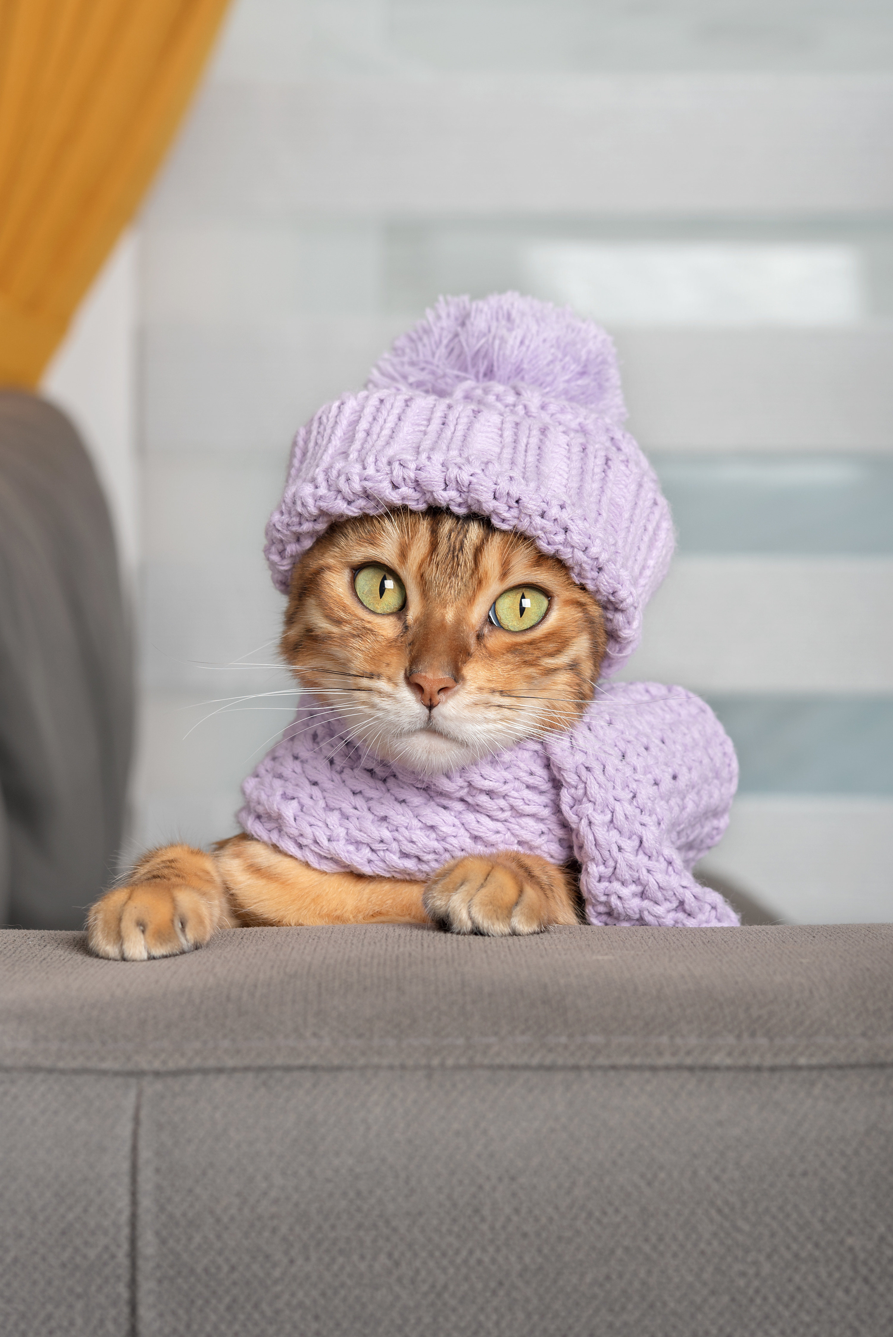 Domestic red cat in a knitted hat and scarf