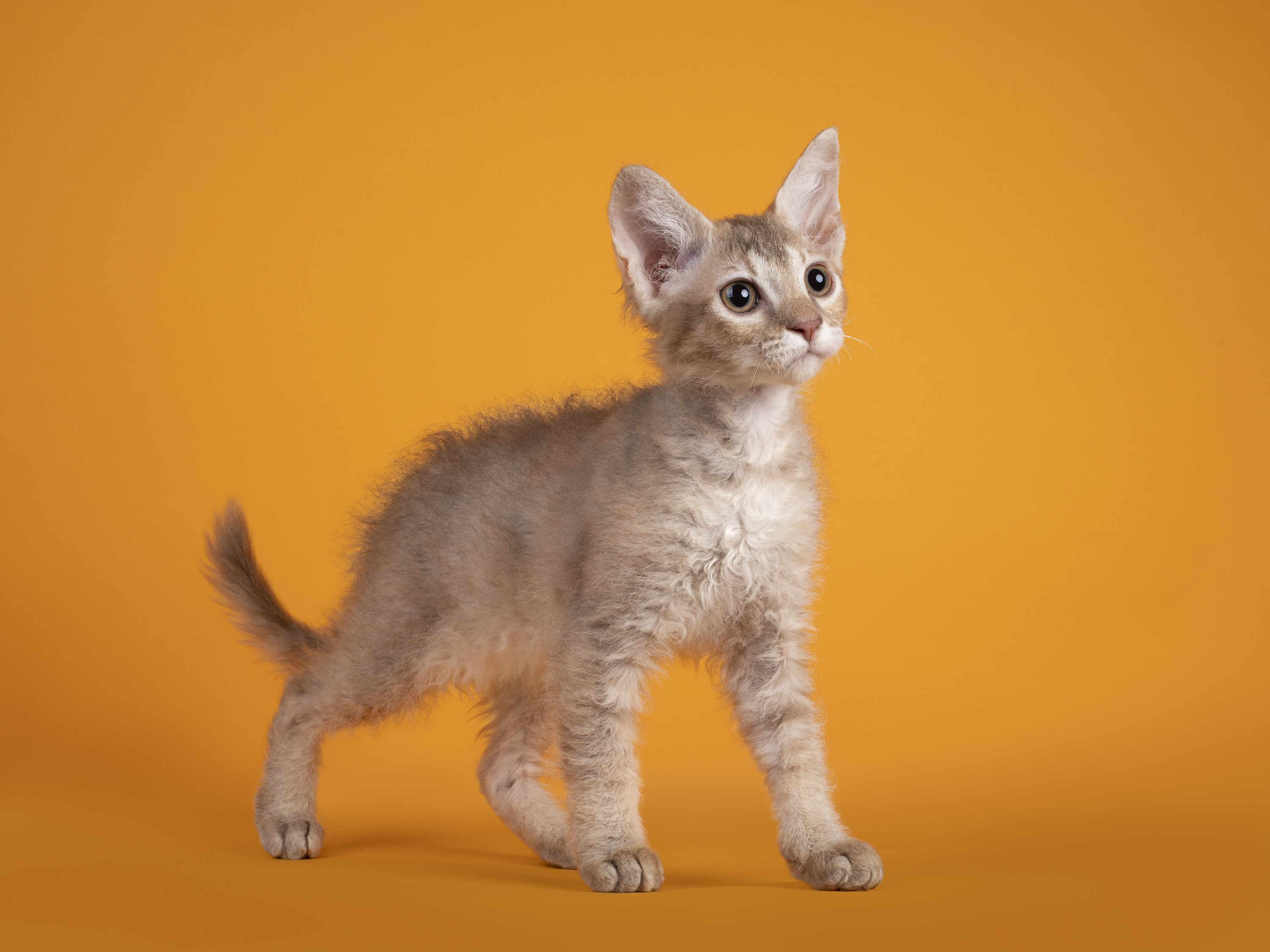 Cute LaPerm cat kitten, sitting up, standing side ways