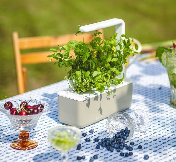 a click and grow garden on a table outside