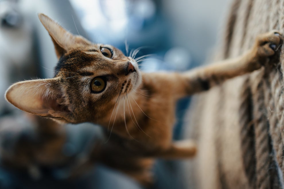 Abyssinian cats play at home
