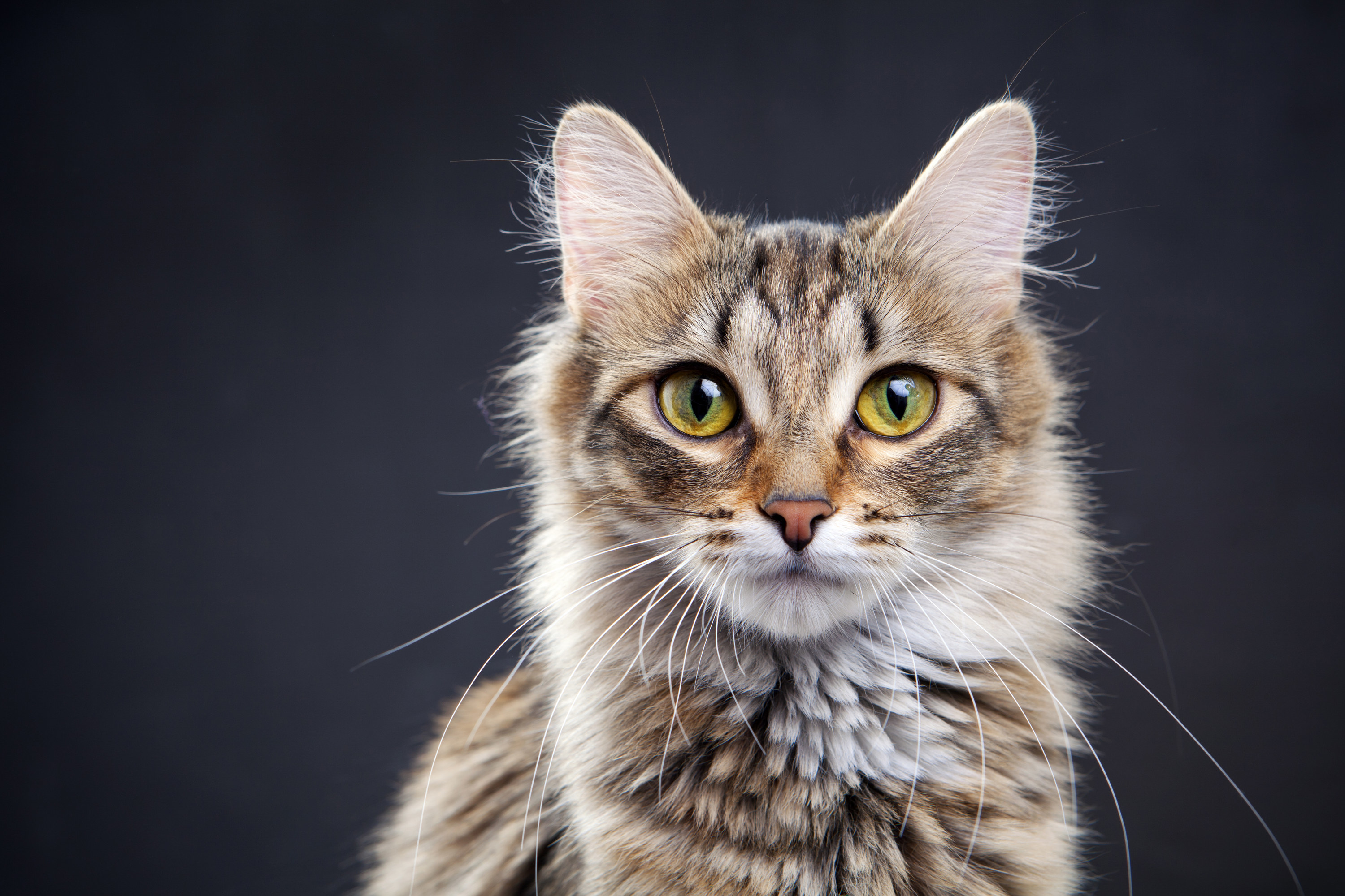 A cat looking in to the camera