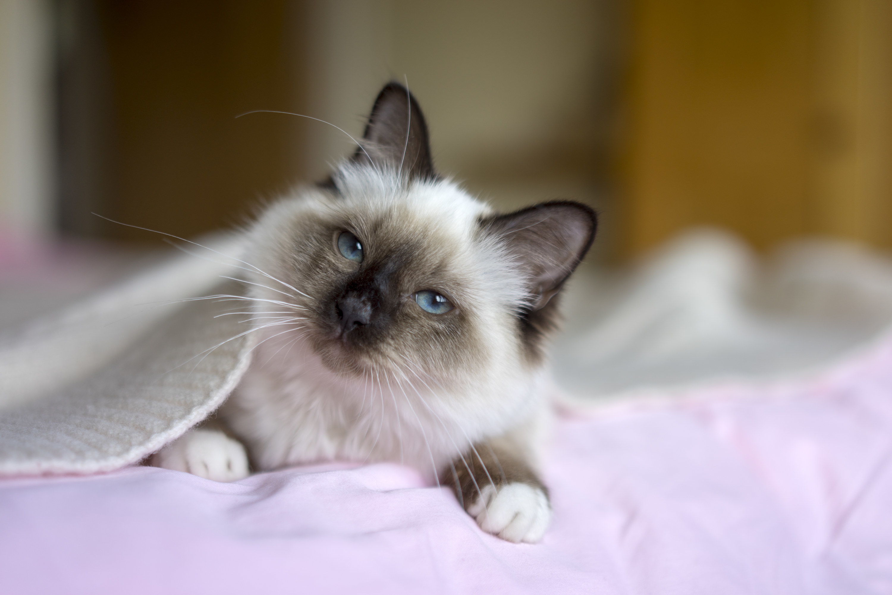 A very cute Birman cat with blue eyes hiding under a blanket