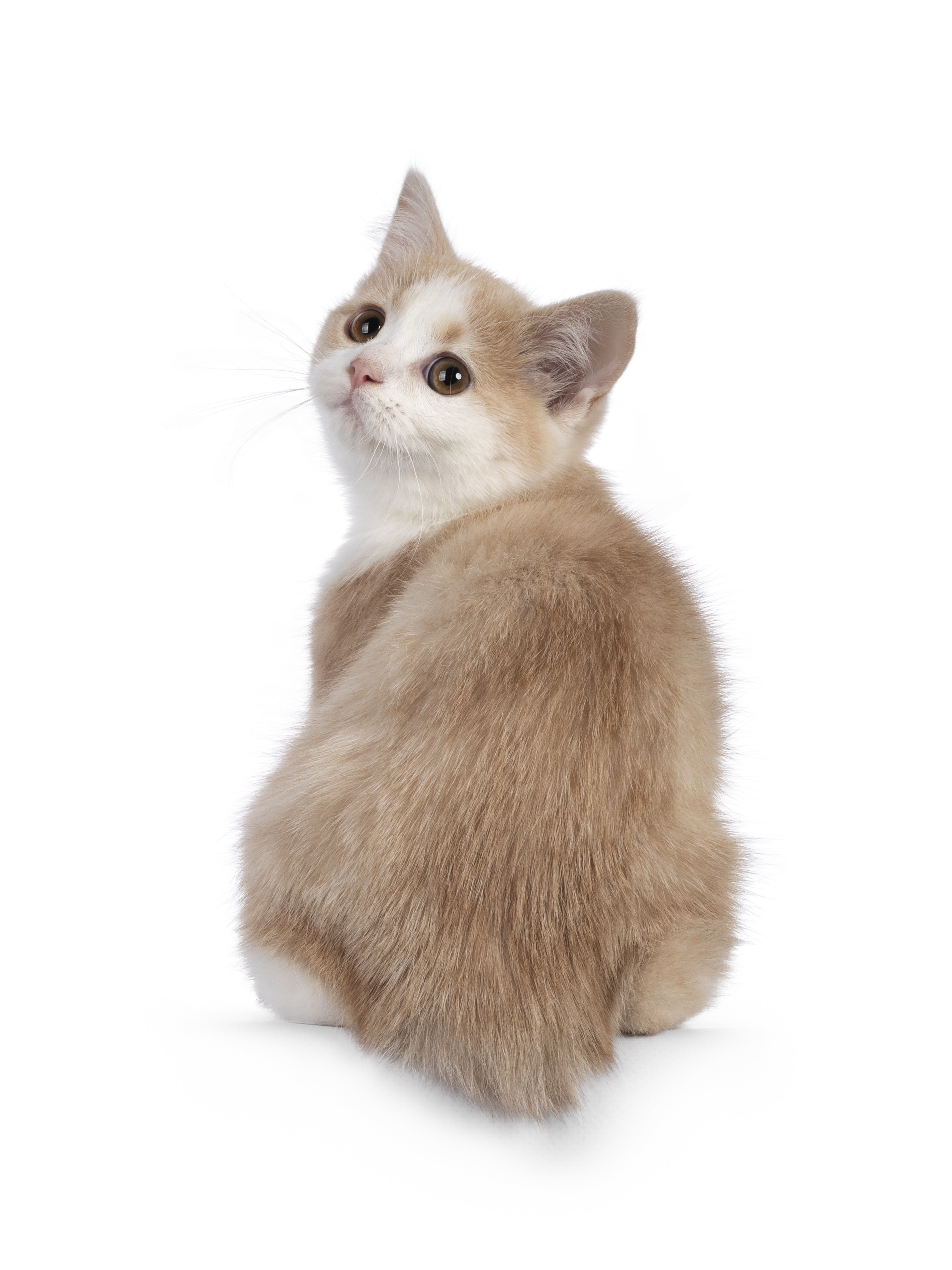 Adorable tailless Manx cat kitten, sitting backwards on edge looking towards camera with sweet droopy eyes