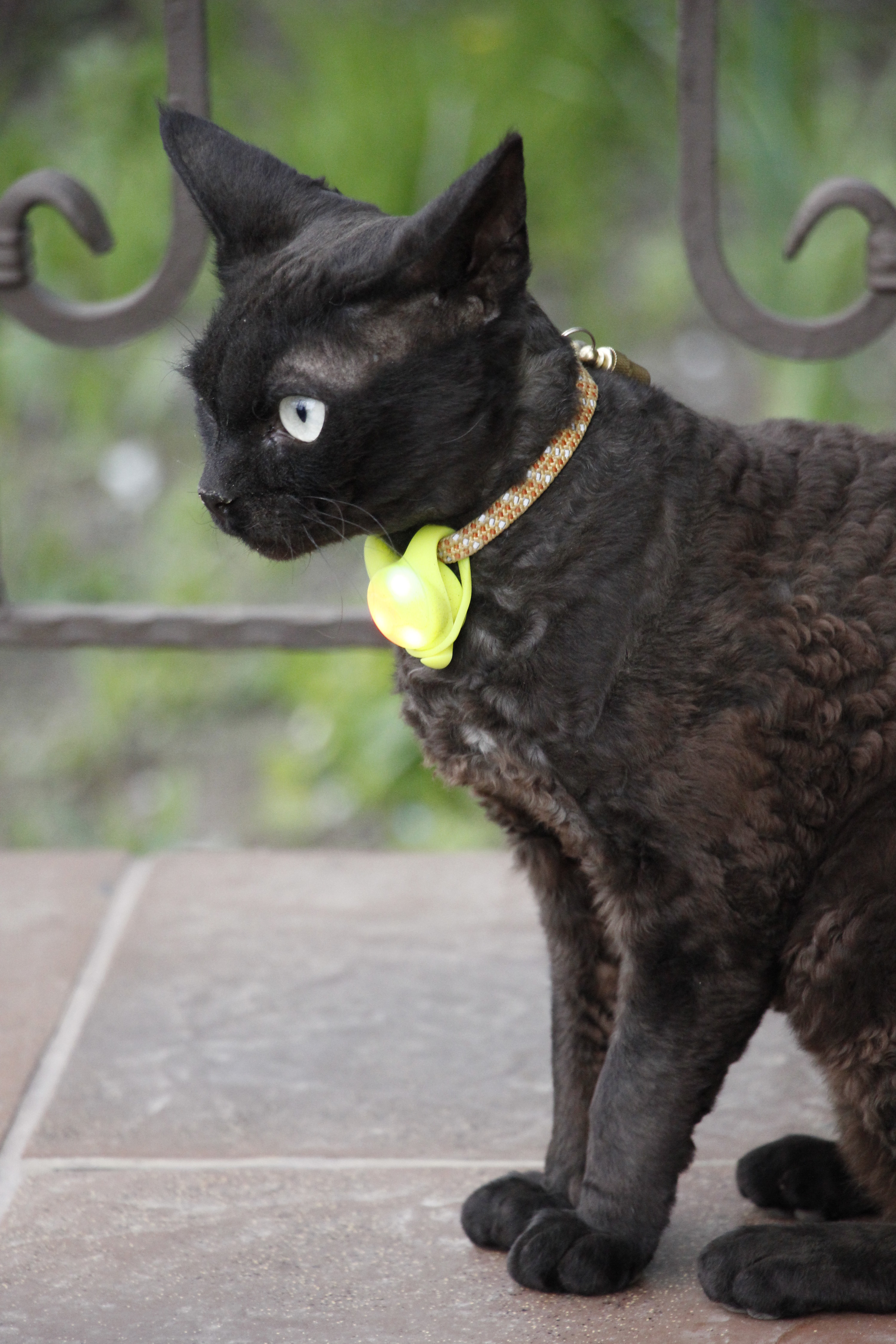 Devon Rex curly black cat sitting on the porch of the house
