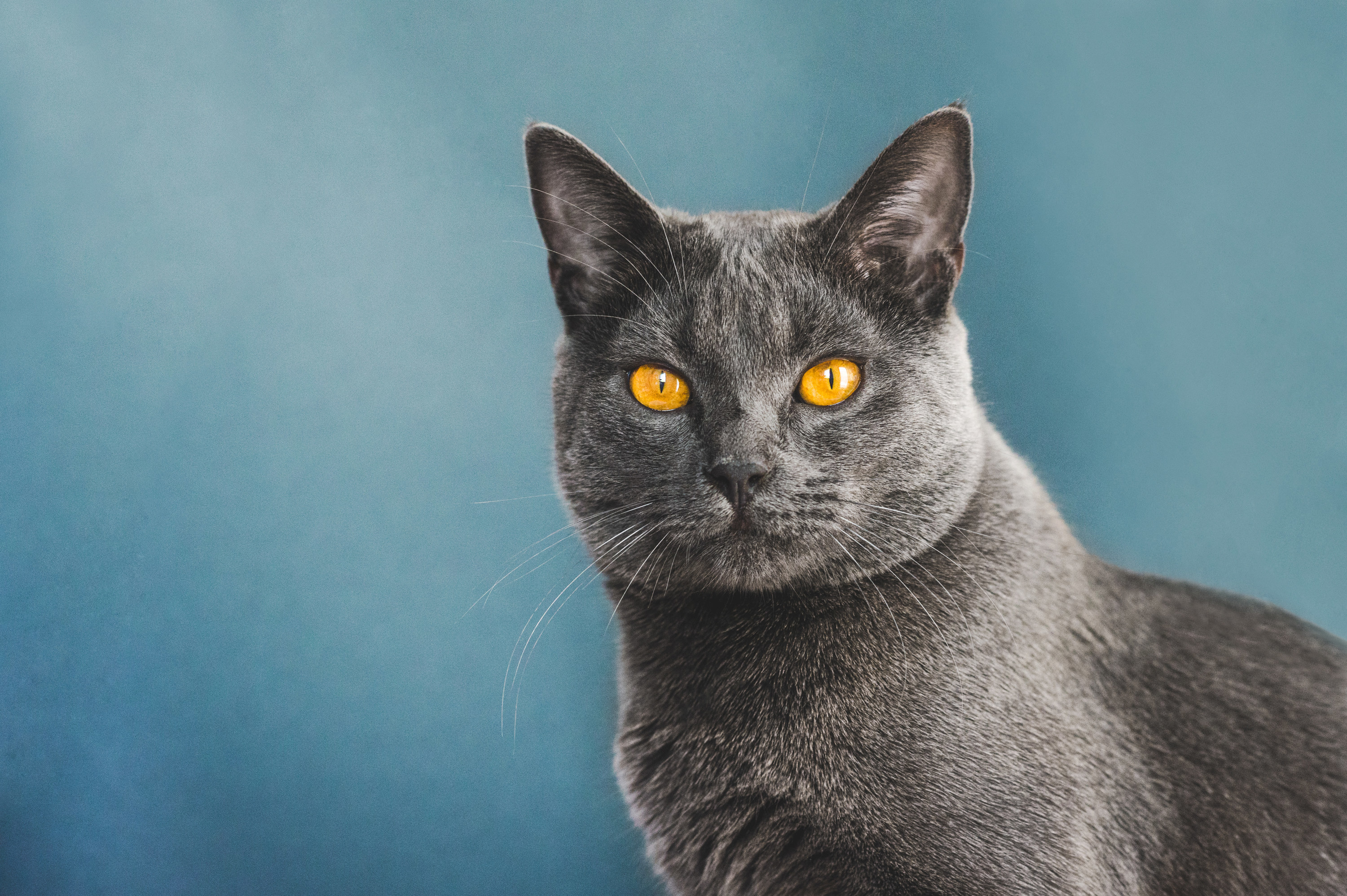 Portrait Of A Beautiful One And A Half Year Old Chartreux Cat Against Blue Background