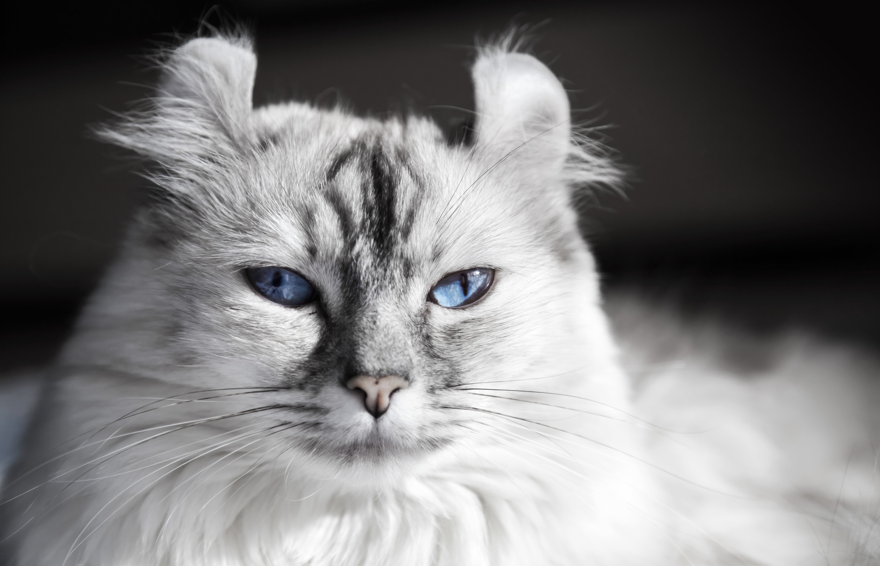 White American Curl cat with blue eyes