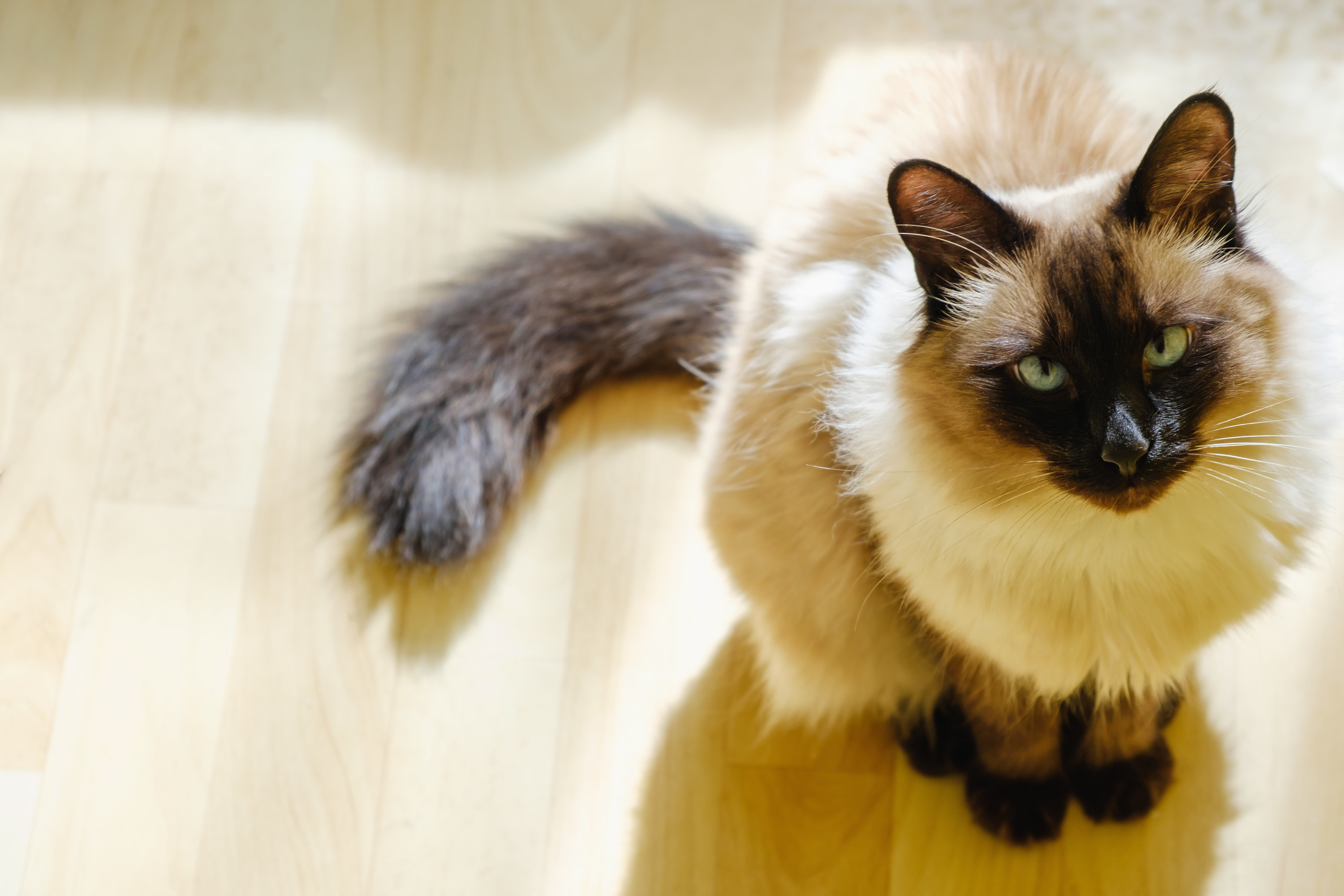 Cute Balinese cat sitting comfortable in the afternoon sunlight that leaks into the living room