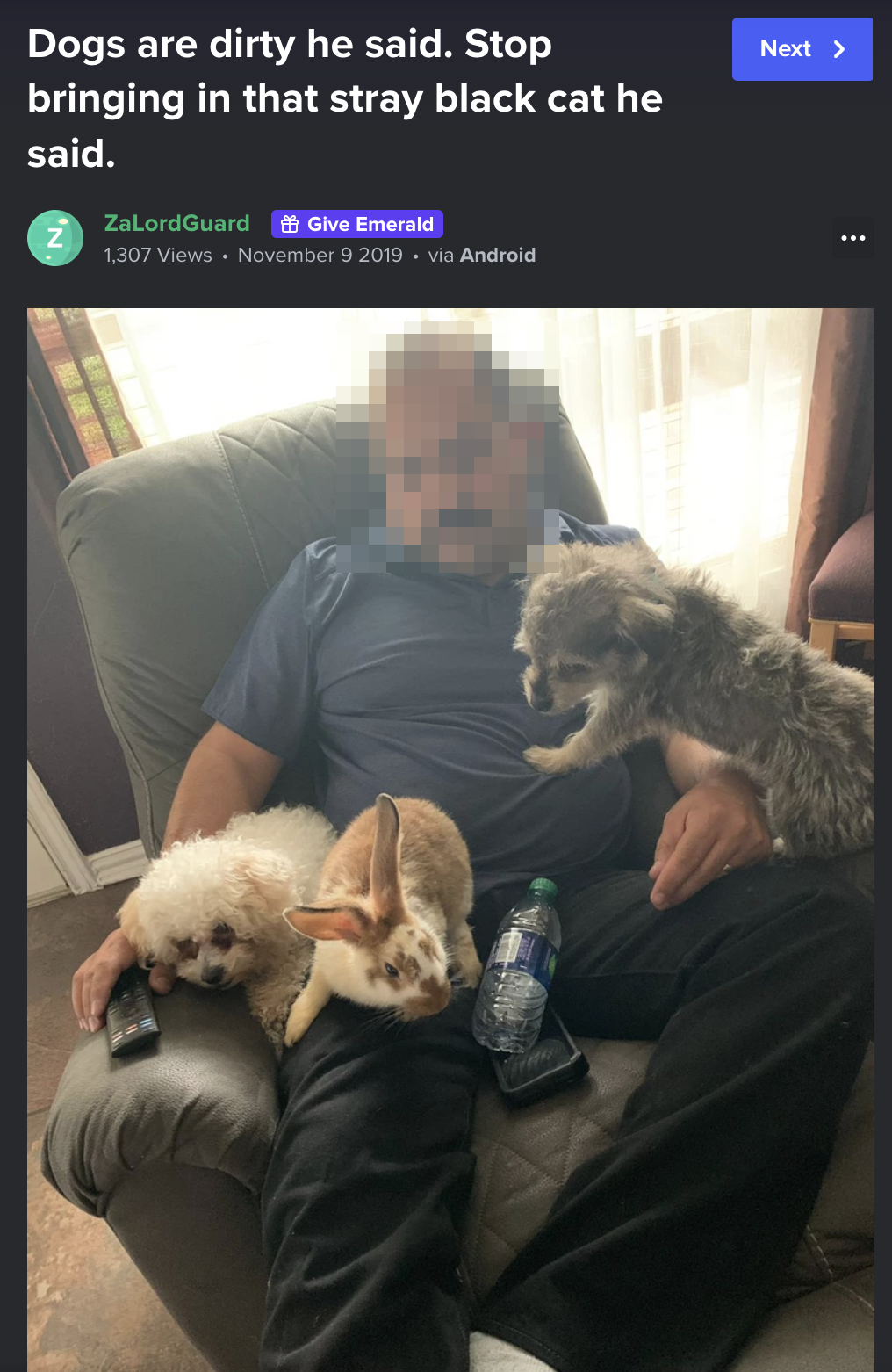 dad on a recliner with two dogs a bunny on his lap
