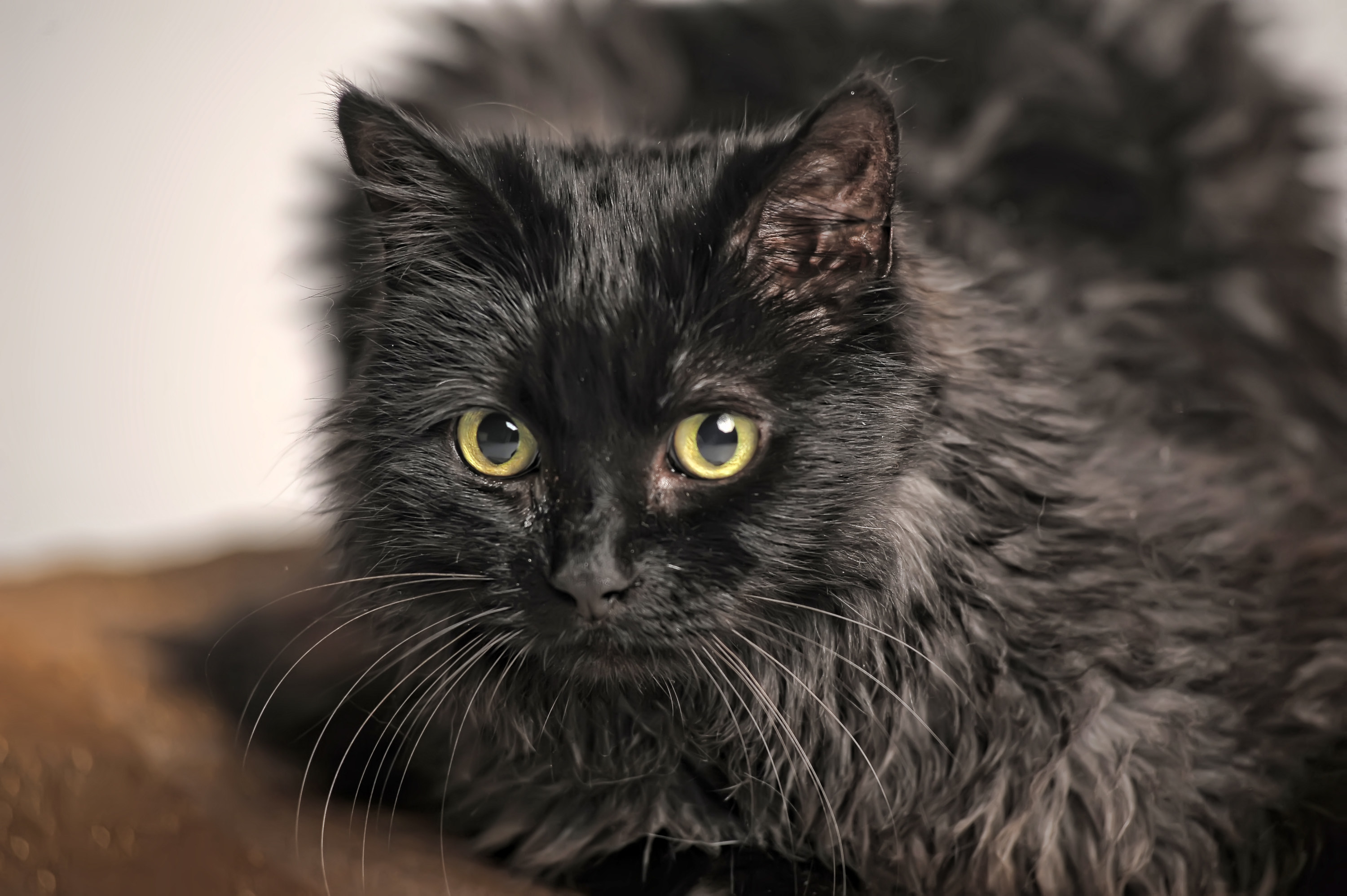 Portrait oa a black chantilly tiffany cat