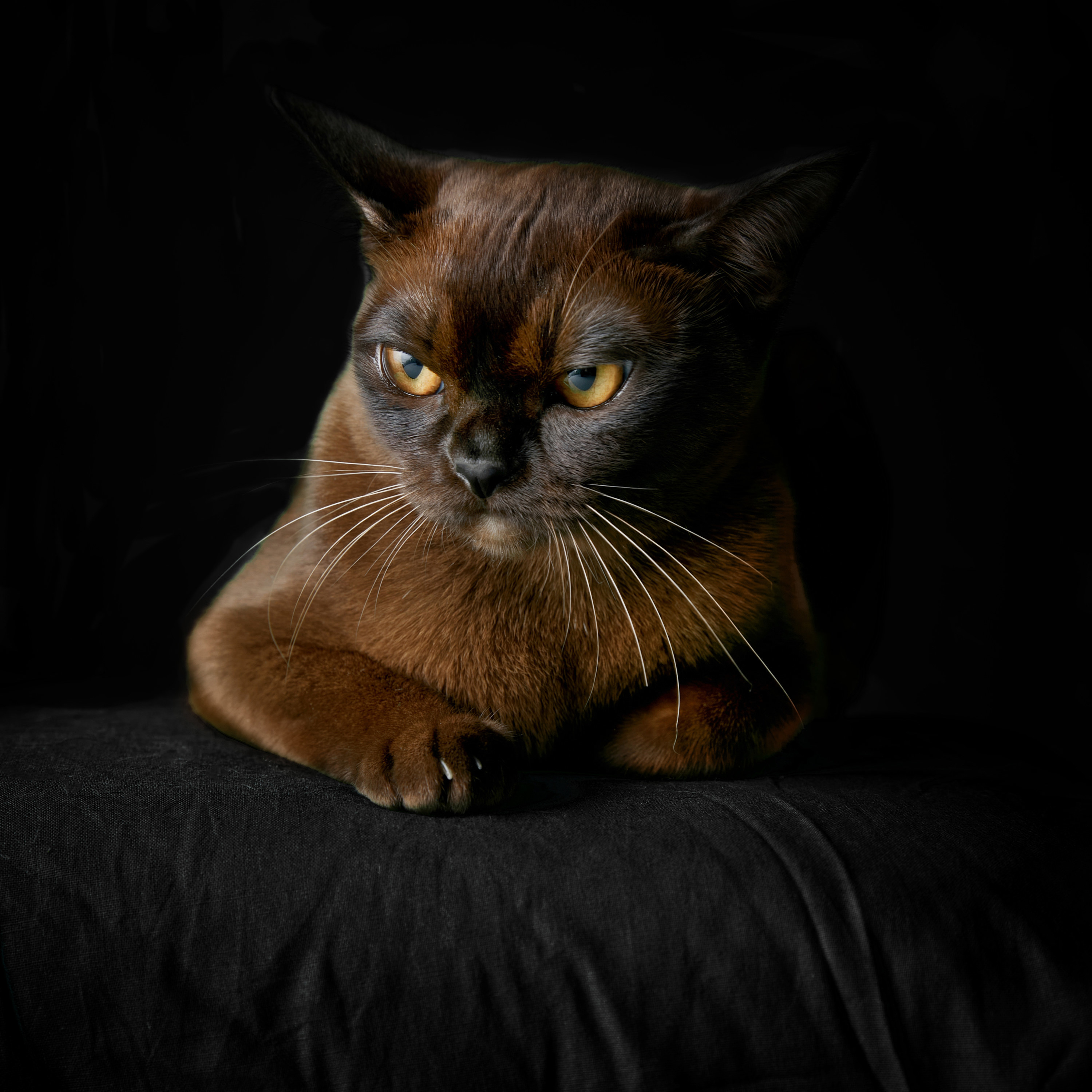 Closeup image of a havana brown isolated on a black background