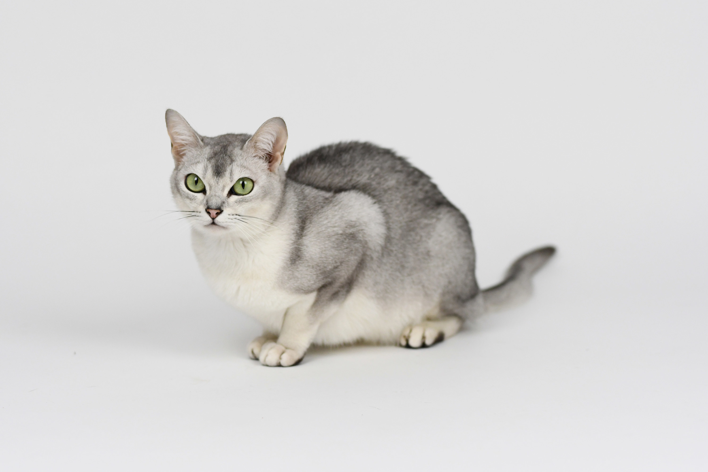 Silver burmilla cat, isolated on white