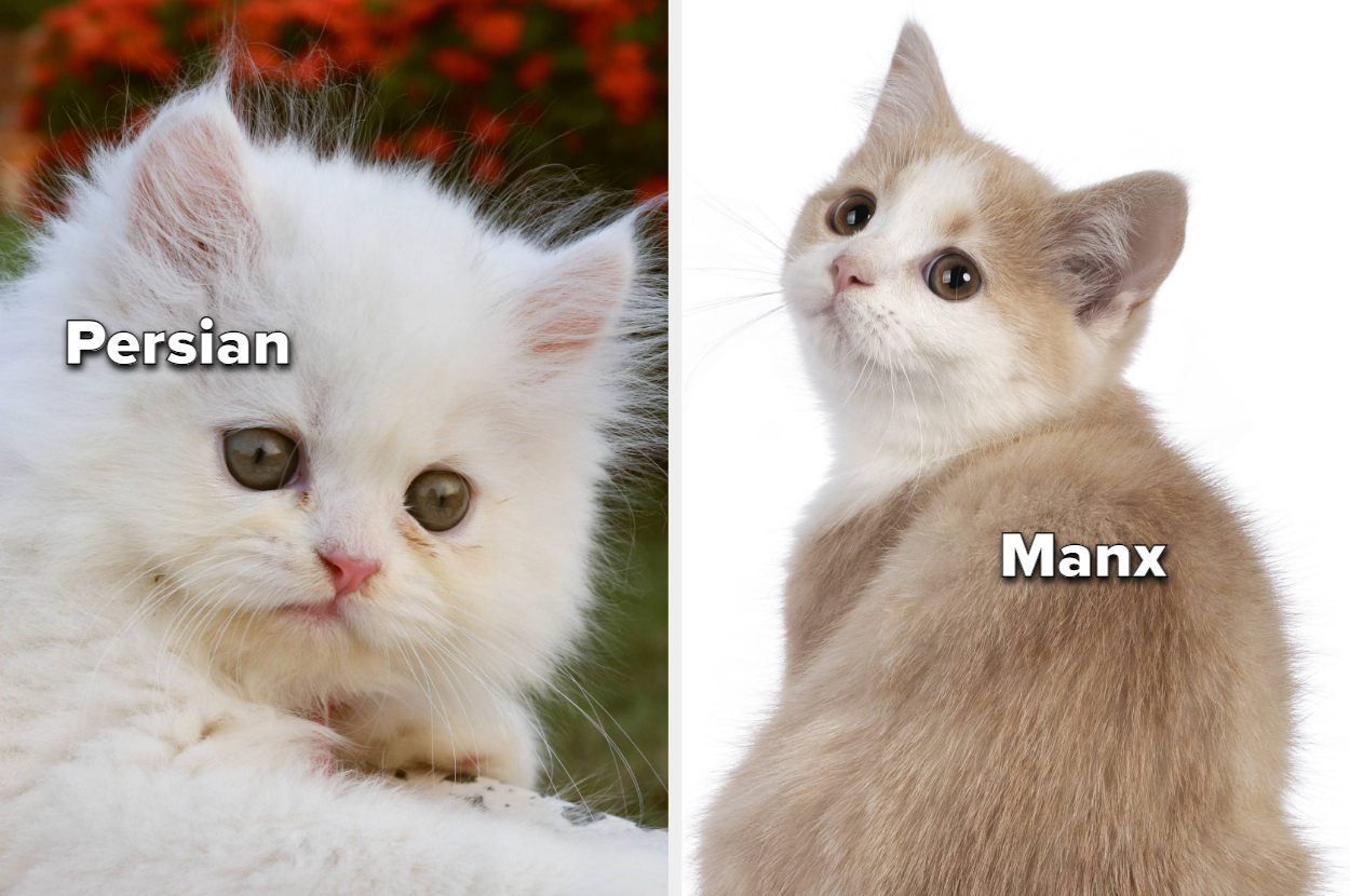 35 Cat Breeds That Will Instantly Make You Go "AWWW" TrendRadars