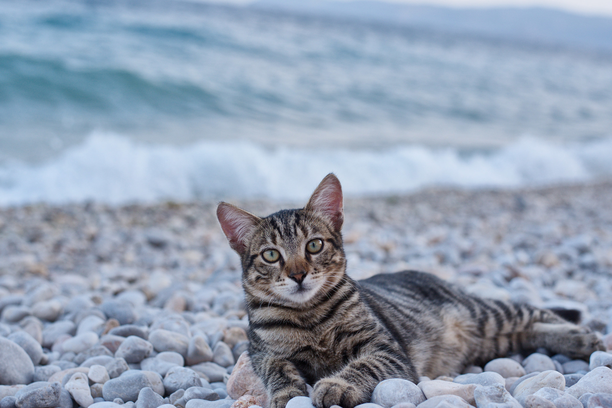 a cat by the beach