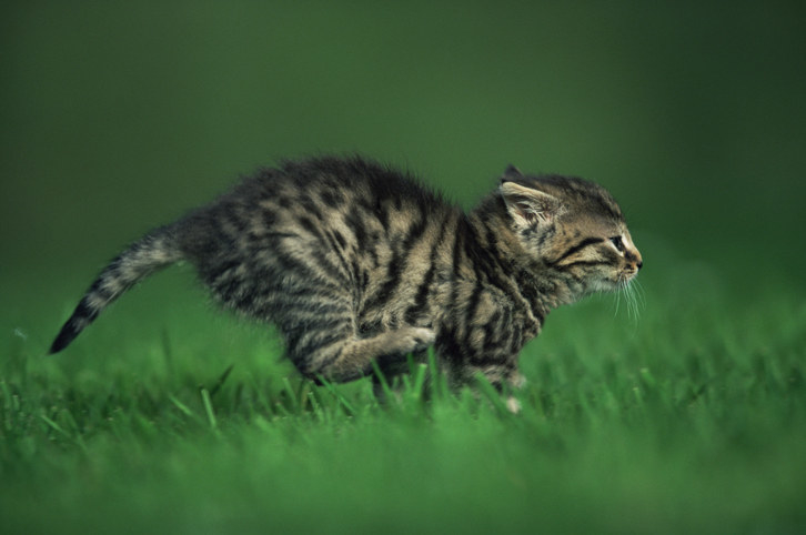 a small cat running