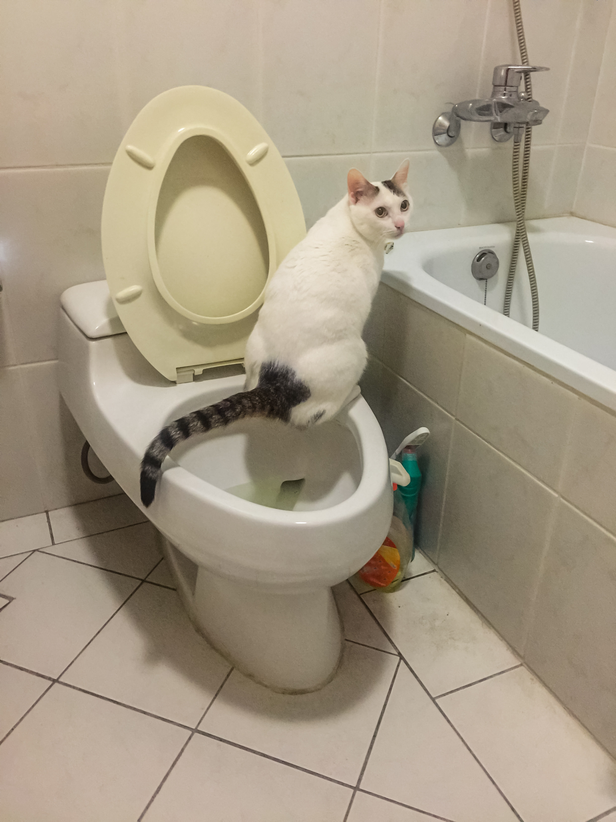 a cat on a toilet by a tub