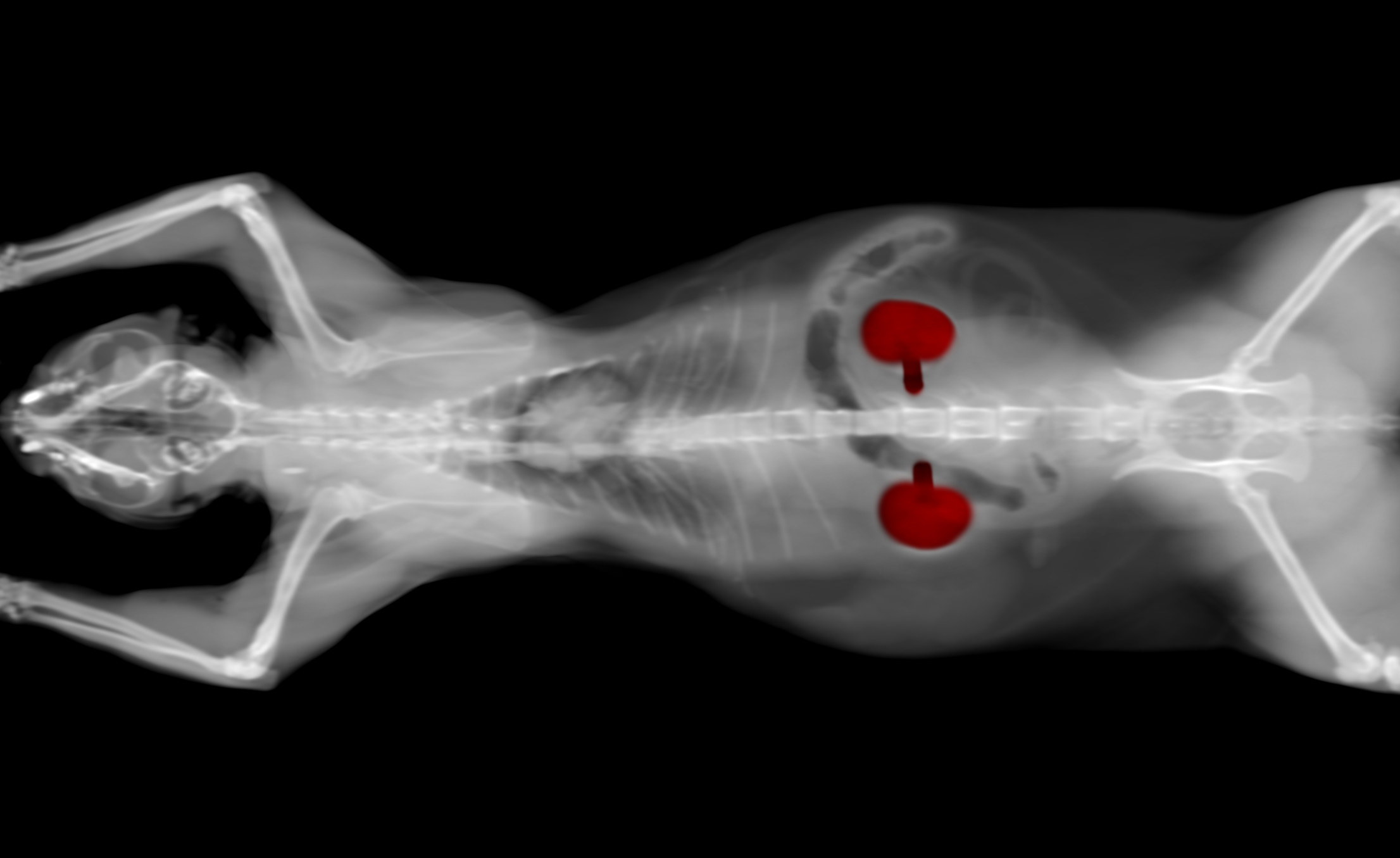 an X-ray of a cat