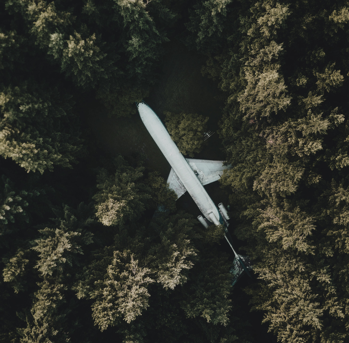 A plane in the trees